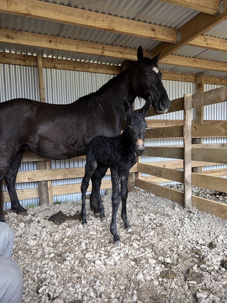 Sherwood Ted (Gaited Mule) born 27/8/23 S. Awapuni Spud D. Equalizers Starlight (TWH)