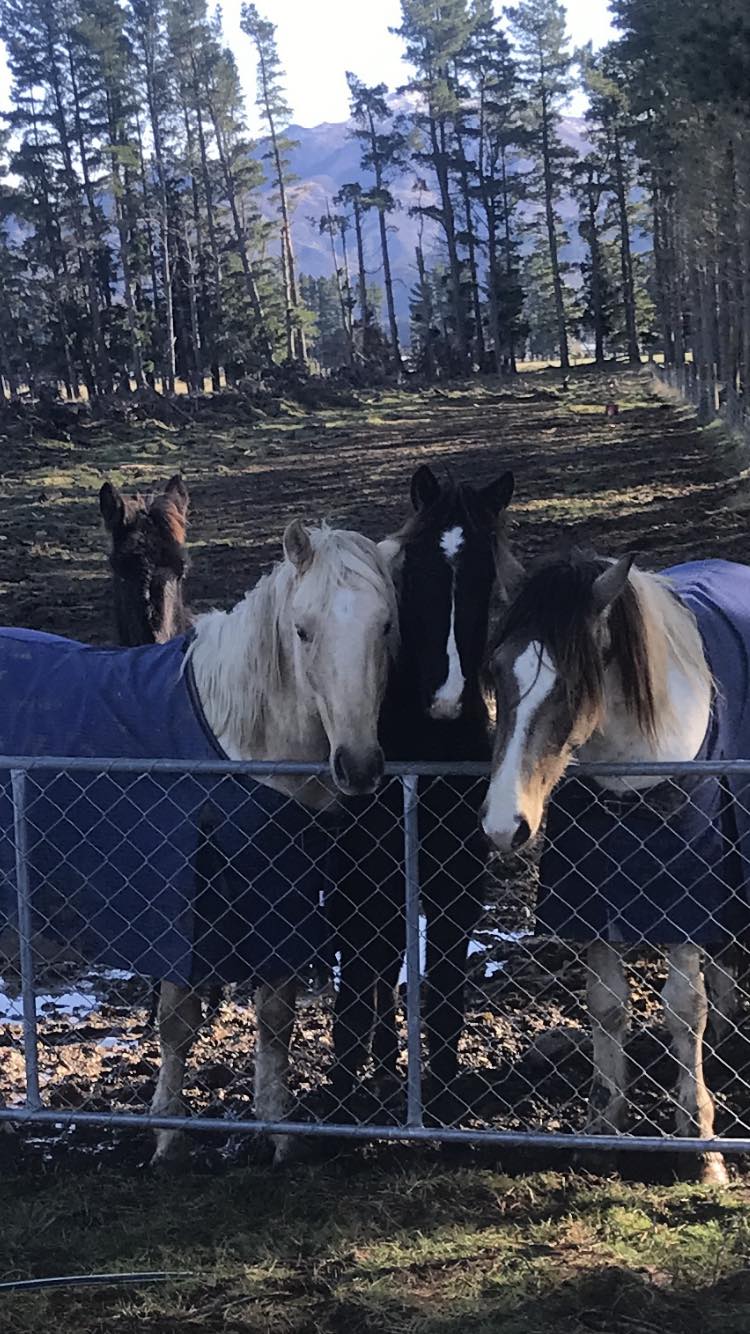 Jericho, Fonzie& Lochie